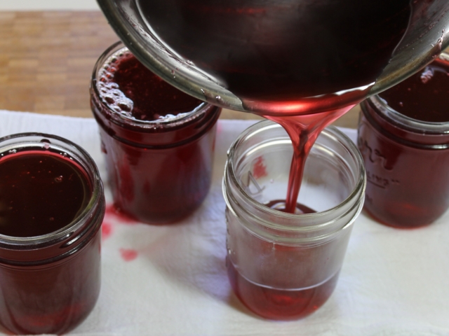 Pouring cooked Manzanita blossom jelly into jars.
