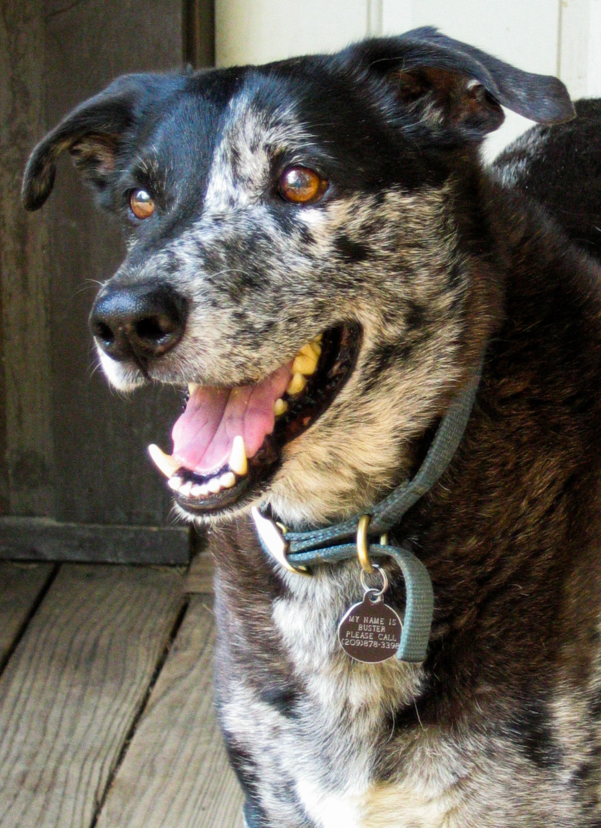 Buster the black and spotted Catahoula smiling
